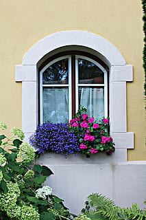 facciata, finestra, architettura, vecchio, fiore, Blütenmeer, pianta, costruzione, decorativo, fioriera, struttura costruita, esterno dell'edificio, giorno, pianta fiorita, crescita, natura, nessuno, caratteristica della parete, Casa, freschezza, all'aperto, arco, vulnerabilità, pianta in vaso, fragilità, vaso di fiori, viola, telaio della finestra, 5K, CC0, dominio pubblico, privo di copyright