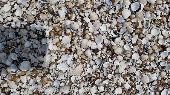 Shells, Sea, Seashells, Aquatic, Outdoor, beach, nature, pebble, rock - Object, backgrounds, pattern, stone - Object, gravel, material, textured, gray, close-up, stone Material, abstract, mineral, stack, large group of objects, industry, full frame, no people, abundance, rock, day, solid, shell, stone, directly above, seashell, animal shell, high angle view, outdoors, 2K, CC0, public domain, royalty free