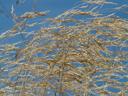 Gras, Wind, Schlag, flattern, trocken, Saat, komprimiertes Wiesengras, poa compressa, platt halm panicle, flaches Wiesengras, Bluegrass, Lakritze, Poaceae, getrocknet, Natur, Blau, draußen, Hintergründe, Wasser, Winter, Schnee, kalte Temperatur, Tag, Himmel, Pflanze, Flachwinkelansicht, keine Leute, Schönheit in der Natur, Ast, Ruhe, Baum, Wachstum, klarer Himmel, Nahansicht, gefroren, 2K, CC0, gemeinfrei, lizenzfrei
