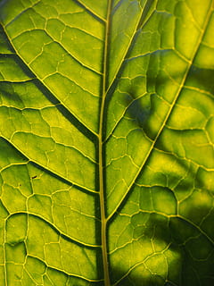 foglia, luce posteriore, traslucido, nervature fogliari, verde, grande, enorme, mollis d'acanto, acanto, pianta d'acanto, Acanthaceae, acanto morbido, natura, colore verde, pianta, freschezza, sfondi, avvicinamento, vena fogliare, modello, macro, ambiente, strutturato, botanica, biologico, estate, astratto, fogliame lussureggiante, fotogramma intero, parte vegetale, bellezza nella natura, nessuno, crescita, modello naturale, giorno, all'aperto, le foglie, 4K, CC0, dominio pubblico, privo di copyright