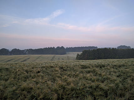 verde, campo d'erba, blu, bianca, cielo, alberi, terreno edificabile, sotto il cielo blu, giorno, albero, campo, nube, campagna, pascolo, agricoltura, natura, scena rurale, azienda agricola, paesaggio, all'aperto, raccolto, Paesaggi, estate, scena tranquilla, pianta, ambiente, crescita, terra, scenics - natura, la tranquillità, bellezza nella natura, nuvola - cielo, nessuno, Mais, 4K, CC0, dominio pubblico, privo di copyright