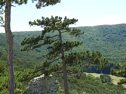 pino, pineta, albero, prospettiva, pianta, crescita, bellezza nella natura, la tranquillità, scena tranquilla, natura, cielo, colore verde, scenics - natura, giorno, scena non urbana, tronco d'albero, tronco, paesaggio, nessuno, terra, ambiente, all'aperto, montagna, 4K, CC0, dominio pubblico, privo di copyright