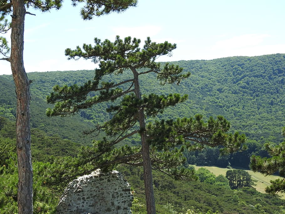 pino, pineta, albero, prospettiva, pianta, crescita, bellezza nella natura, la tranquillità, scena tranquilla, natura, cielo, colore verde, scenics - natura, giorno, scena non urbana, tronco d'albero, tronco, paesaggio, nessuno, terra, ambiente, all'aperto, montagna, 4K