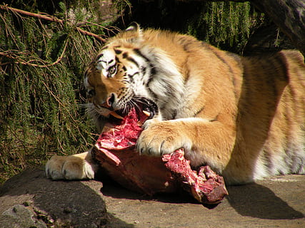 tiger, re, måtte, kød, rovdyr, dyr, rå, fauna, vilde fauna og flora, eksotiske dyr, afrikansk, dyre temaer, pattedyr, feline, hvirveldyr, dyr i naturen, natur, mund, munden åben, dyreliv, kat, gruppe af dyr, sollys, ingen mennesker, dag, to dyr, klippe, solid, husdyr, udendørs, Zoo, aggression, 2K, CC0, offentligt domæne, royaltyfrie