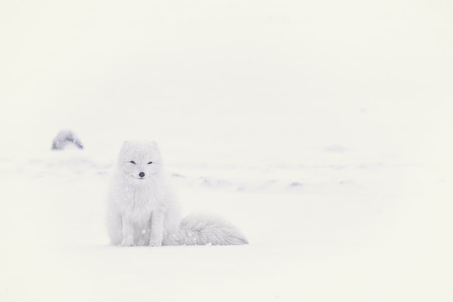 volpe della neve, la neve, inverno, bianca, freddo, tempo metereologico, ghiaccio, natura, artico, animale, orso, un animale, temperatura fredda, temi animali, guardando la fotocamera, nevicando, nessuno, animali allo stato selvatico, fauna selvatica, mammifero, copia spazio, Colore bianco, ritratto, giovane animale, orso polare, carina, domestico, animali domestici, morbidezza, 5K