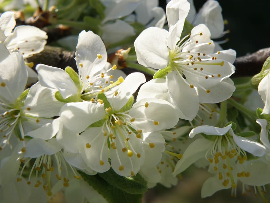 Blumen, Obstbaum, Frühling, Weiß, blühende Pflanze, Blume, Pflanze, Zerbrechlichkeit, Schönheit in der Natur, Verletzlichkeit, Wachstum, Frische, Blütenblatt, Nahansicht, weiße Farbe, Blütenkopf, Blütenstand, Pollen, blühen, Tag, Natur, Fokus auf den Vordergrund, Baum, keine Leute, draußen, Blumenstrauß, Kirschblüte, 2K