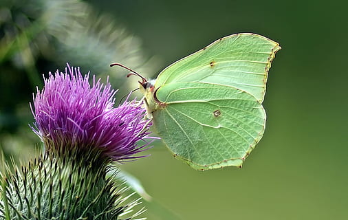 verde, fluture perching, Violet, floare, selectiv, focalizare fotografie, insectă, natură, Trăi, plantă, planta cu flori, frumusețe în natură, parte a plantelor, frunze, prospeţime, creştere, vulnerabilitate, fragilitate, a închide, Culoarea verde, ciulin, inflorescenţă, cap de floare, nici o persoana, petală, animal, în aer liber, primăvară, 1080P, CC0, domeniu public, fără drepturi de autor