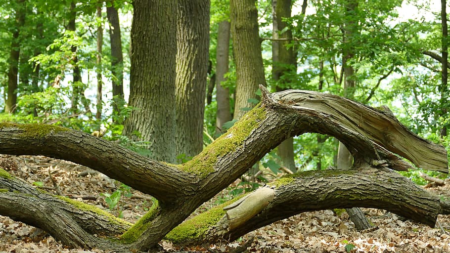 bilde, kutte opp, grener, tørket, blader, skog, tre, gren, sollys, natur, sommer, grønn, skogbunn, ingen folk, trestamme, dag, utendørs, anlegg, stamme, land, vekst, ro, skjønnhet i naturen, grønn farge, plante del, miljø, rot, fokusere på forgrunnen, sammenflettet, 5K