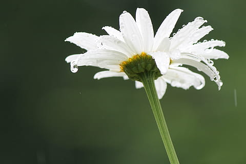 lluvia, margarita, flor, primavera, verano, blanco, verde, pétalos, Fresco, temporada, gota de agua, fragilidad, el color blanco, pétalo, cabeza de flor, naturaleza, planta, belleza en la naturaleza, frescura, crecimiento, planta floreciendo, vulnerabilidad, de cerca, inflorescencia, centrarse en primer plano, nadie, tallo de la planta, polen, al aire libre, blandura, sépalo, 4K, CC0, dominio público, libre de derechos