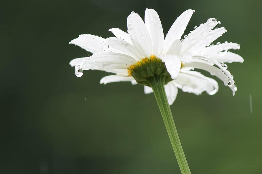 lluvia, margarita, flor, primavera, verano, blanco, verde, pétalos, Fresco, temporada, gota de agua, fragilidad, el color blanco, pétalo, cabeza de flor, naturaleza, planta, belleza en la naturaleza, frescura, crecimiento, planta floreciendo, vulnerabilidad, de cerca, inflorescencia, centrarse en primer plano, nadie, tallo de la planta, polen, al aire libre, blandura, sépalo, 4K