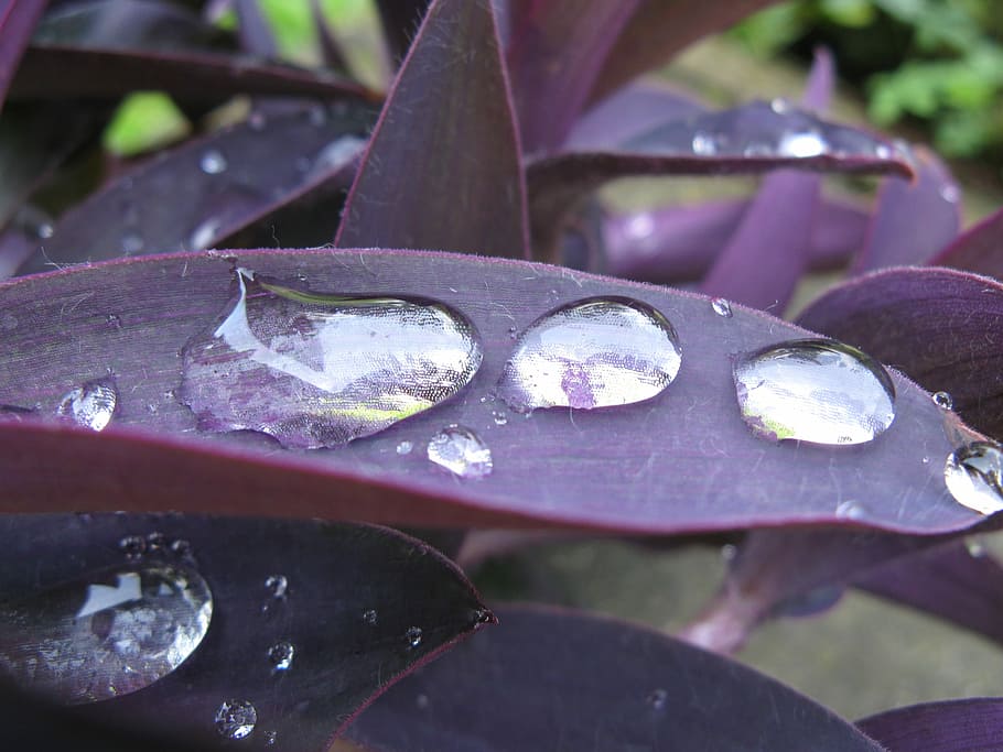 gota de pluja, porpra, full, magnificació, fulla morat, efecte d’augment, naturalesa, planta, tirar, primer pla, aigua, rosada, humit, macro, cap gent, dia, a l'aire lliure, frescor, centrar-se en primer pla, part de la planta, llum solar, creixement, bellesa a la natura, enfocament selectiu, rovellat, fulles, fragilitat, metall, 2K