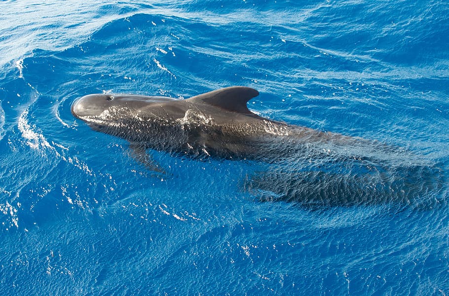balena, pilot, oceà, peix, un animal, temes d'animals, nedar, animals a la natura, cap gent, fauna animal, animal, aigua, mar, mamífer, sota l'aigua, mamífer aquàtic, naturalesa, marí, la vida marina, vertebrats, blau, dia, vista d’angle alt, a l'aire lliure, 4K