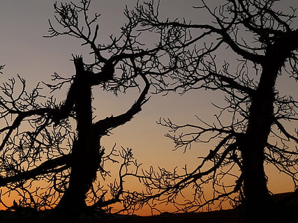 Baum, Bäume, dunkel, knotig, Ast, Geäst, romantisch, mystisch, Zauber, Zauberwald, Silhouette, Himmel, kahler Baum, Pflanze, Kofferraum, Baumstamm, Schönheit in der Natur, Sonnenuntergang, Ruhe, Natur, ruhige Szene, Szenen - Natur, keine Leute, Flachwinkelansicht, draußen, Dämmerung, idyllisch, gruslig, 2K, CC0, gemeinfrei, lizenzfrei