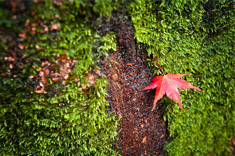 red, maple leaf, green, moss, leaf, grass, autumn, change, nature, green color, outdoors, growth, day, plant part, plant, beauty in nature, no people, close-up, land, tree, focus on foreground, selective focus, 1080P