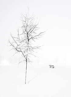 Winter, Tree, Bench, Snowflake, Cold, zing, snow, blizzard, cold temperature, no people, outdoors, nature, mode of transportation, transportation, bare tree, motor vehicle, car, branch, land vehicle, plant, white color, sky, beauty in nature, scenics - nature, snowing, 4K, CC0, public domain, royalty free