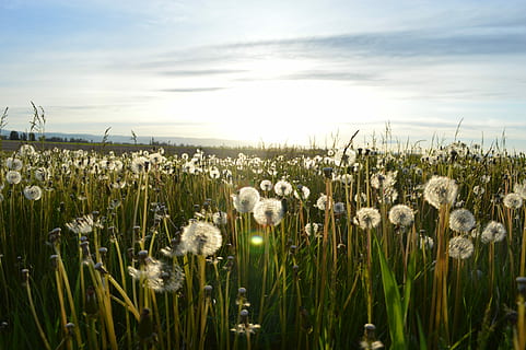 Foto, hvid, blomster, dagslysvisning, dagslys, udsigt, græs, planter, natur, Mark, plante, himmel, blomst, eng, sommer, udendørs, forår, landlige scene, landskab, blå, skønhed i naturen, landbrug, vækst, sky - himmel, grøn farve, sollys, ingen mennesker, afgrøde, gård, jord, ro, rolig scene, friskhed, miljø, dag, 5K, CC0, offentligt domæne, royaltyfrie