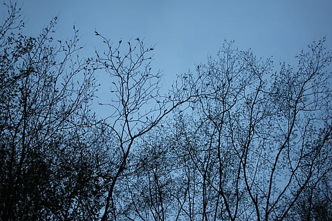 Holz, Baum, Borke, alt, Natur, Belastung, Baumrinde, Wald, die Rinde des Baumes, braun, Pflanze, Himmel, Ast, Flachwinkelansicht, kahler Baum, keine Leute, Schönheit in der Natur, Blau, Silhouette, klarer Himmel, draußen, Ruhe, Tier, Tiere in freier Wildbahn, Tierwelt, Tag, Wachstum, Tierthemen, Baumkrone, Vogelschwarm, direkt darunter, 5K, CC0, gemeinfrei, lizenzfrei