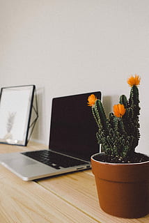 Grün, Kaktus, braun, Tontopf, brauner Ton, Blume, Laptop, Computer, Tabelle, Pflanze, Blumentopf, Schreibtisch, Technologie, keine Leute, Holz - Material, Geschäft, drinnen, kabellose Technologie, Topfpflanze, Vase, blühende Pflanze, Wachstum, Natur, Zimmerpflanze, Nahansicht, Stillleben, Wohngebäude, Kommunikation, Blütenkopf, Blumenschmuck, 5K, CC0, gemeinfrei, lizenzfrei