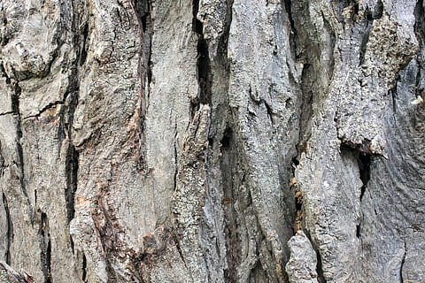 tre, gammel, bark, tømmer, ujevn, bakgrunn, tekstur, flate, tørke, svor, eik, eiketre, skrelle, sprakk, materiale, skorpe, botanisk, natur, detalj, miljø, abstrakt, nærbilde, økologi, grønn, brun, hud, stamme, eco, kopiere plass, strukturert, trestamme, full ramme, ingen folk, anlegg, tre - materiale, mønster, dag, plantebark, utendørs, vekst, naturlig mønster, forvitret, teksturert effekt, naturlig tilstand, 4K, CC0, offentlig domene, opphavsrett gratis