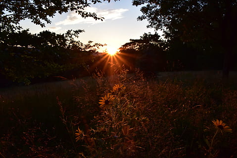zonsondergang, warm, achtergrondverlichting, lichteffecten, grondig, de stilte, vegetatie, Amerikaans land, land, gazon, rust uit, fabriek, hemel, boom, schoonheid in de natuur, zonlicht, kalmte, rustige scène, scenics - natuur, zon, natuur, Lens flare, land-, groei, zonnestraal, niet-stedelijke scène, Oranje kleur, geen mensen, veld-, silhouet, buitenshuis, streaming, 5K, CC0, publiek domein, royaltyvrij