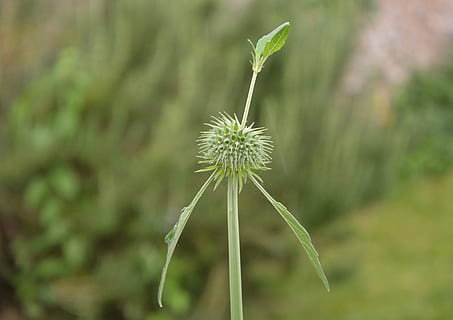 Blume, Bommel, Taste, Grün, Natur, Garten, Pflanze, Zerbrechlichkeit, blühende Pflanze, Verletzlichkeit, Wachstum, Frische, Schönheit in der Natur, Fokus auf den Vordergrund, Nahansicht, grüne Farbe, keine Leute, Tag, Blütenstand, Pflanzenstamm, Blütenkopf, Löwenzahn, draußen, Löwenzahnsamen, Weichheit, Kelchblatt, verwelkte Pflanze, 5K, CC0, gemeinfrei, lizenzfrei
