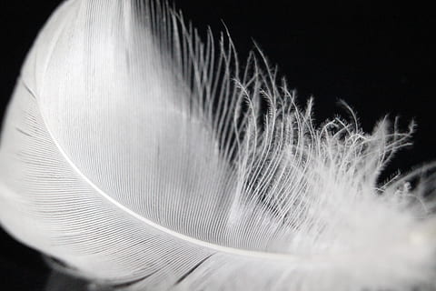 plumas, pena, suave, pássaro, pena de cisne, fundo preto, tiro do estúdio, fechar-se, dentro de casa, pessoas, vulnerabilidade, tecnologia, fragilidade, movimento, foco seletivo, movimento borrado, visão traseira, suavidade, cor branca, limpeza, 4K, CC0, domínio público, royalty free