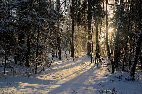 Puut, katettu, lumi, talvi-, näkymä, metsä, puu, maisema, luonto, valkoinen, Biel, aurinko, varjot, ilta, sää, auringossa, auringon säteet, kylmä lämpötila, kasvi, maa, kauneus luonnossa, päällyste, maisemat - luonto, rauhallinen kohtaus, ei-kaupunkikuvia, puun runko, tyyneys, runko, ei ihmisiä, valkoinen väri, auringonvalo, ulkona, kylmä, lumiset vuoret, lumisade, 2K, CC0, public domain, rojaltivapaa