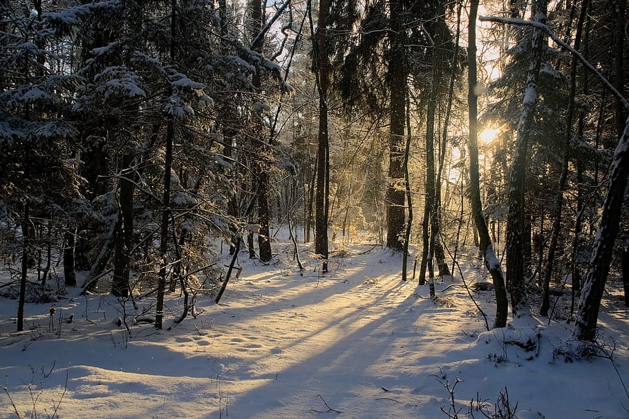 Puut, katettu, lumi, talvi-, näkymä, metsä, puu, maisema, luonto, valkoinen, Biel, aurinko, varjot, ilta, sää, auringossa, auringon säteet, kylmä lämpötila, kasvi, maa, kauneus luonnossa, päällyste, maisemat - luonto, rauhallinen kohtaus, ei-kaupunkikuvia, puun runko, tyyneys, runko, ei ihmisiä, valkoinen väri, auringonvalo, ulkona, kylmä, lumiset vuoret, lumisade, 2K