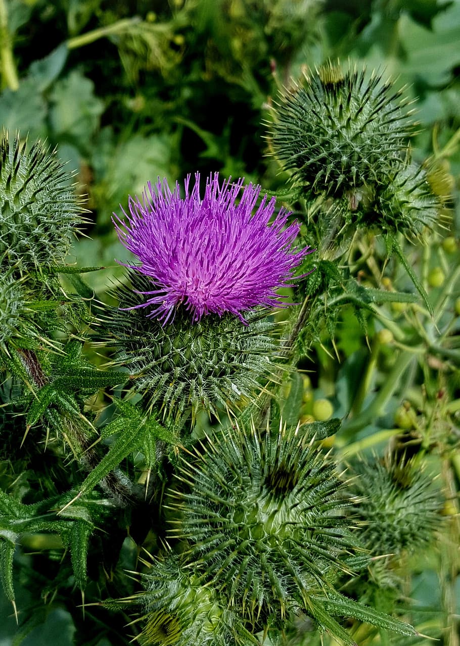 Distel, Sommer-, Strand, Blume, Pflanze, lila, blühende Pflanze, Frische, Nahansicht, Schönheit in der Natur, Wachstum, grüne Farbe, Blütenkopf, Blütenstand, Fokus auf den Vordergrund, keine Leute, Natur, Tag, Verletzlichkeit, Zerbrechlichkeit, Blütenblatt, pinke Farbe, draußen, stachelig, 1080P