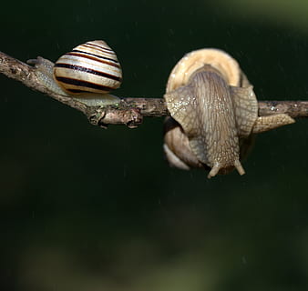slakken, casey, verslaafd, regen, schelp, hoorns, dierenleven, dier, dierlijke thema's, dieren schaal, weekdier, slak, dieren in het wild, detailopname, gastropod, één dier, ongewerveld, natuur, geen mensen, dag, buitenshuis, verveling, selectieve aandacht, dierlijke lichaamsdeel, marinier, 2K, CC0, publiek domein, royaltyvrij