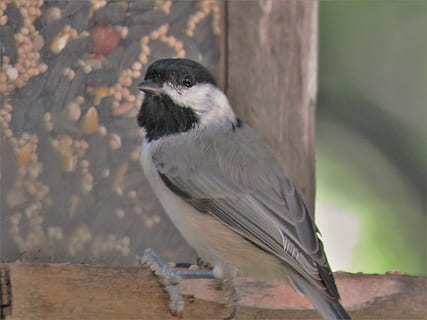 bird, tiny, close up, chickadee, wildlife, animal themes, animal, animal wildlife, one animal, animals in the wild, vertebrate, day, tree, no people, perching, nature, focus on foreground, trunk, tree trunk, outdoors, close-up, plant, looking, side view, 4K, CC0, public domain, royalty free