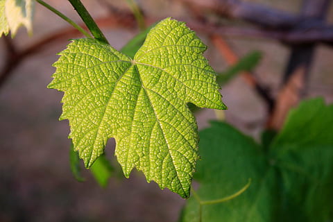 selektiv, fokus foto, Blatt, Weinblatt, jung, Grün, Rebe, Natur, Pflanze, grüne Farbe, Sommer-, Nahansicht, Pflanzenteil, Wachstum, Schönheit in der Natur, Tag, keine Leute, draußen, Fokus auf den Vordergrund, selektiver Fokus, Baum, Umgebung, Frische, Blattvene, Herbst, Land, Essen und Trinken, 4K, CC0, gemeinfrei, lizenzfrei