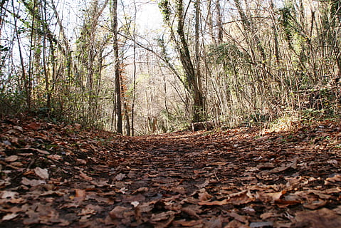 pădure, frunze, toamnă, cale, copac, teren, plantă, trunchi de copac, trompă, natură, liniște, parte a plantelor, scenă non-urbană, calea de urmat, nici o persoana, frumusețe în natură, creştere, zi, direcţie, Schimbare, în aer liber, suprafață, cădea, toamnă colecție, traseu, 2K, CC0, domeniu public, fără drepturi de autor