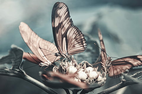 zwei, braunschwarze Schmetterlinge, oben, Blütenknospe, Nahansicht, Fotografie, drei, braun, Schmetterlinge, thront, Grün, Blatt, Schmetterling, Flügel, Muster, Fehler, Tierwelt, Tierflügel, Tier, Schönheit in der Natur, Tiere in freier Wildbahn, Tierthemen, Natur, wirbellos, Insekt, Pflanze, keine Leute, selektiver Fokus, Schmetterling - Insekt, Tag, Fokus auf den Vordergrund, ein Tier, Blume, draußen, Baum, 5K, CC0, gemeinfrei, lizenzfrei