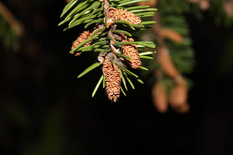 macro, picea, agulles, pi, ramita, pinya de pi, branca, planta, arbre, creixement, menjar i beguda, naturalesa, cap gent, menjar, primer pla, color verd, frescor, fruita, a l'aire lliure, penjant, bellesa a la natura, alimentació saludable, centrar-se en primer pla, arbre de coníferes, 5K, CC0, domini públic, lliure de regalies