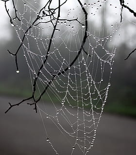 Netzspinne, Tau, Winter, Baum, Draht, Winter Baum, Natur, Spinnennetz, Fokus auf den Vordergrund, Netz, Spinne, keine Leute, Zerbrechlichkeit, Verletzlichkeit, fallen, Nahansicht, Wasser, nass, Schönheit in der Natur, Komplexität, natürliches Muster, Tag, Muster, draußen, gefangen, Kompliziertheit, Regen, Regentropfen, Reinheit, 2K, CC0, gemeinfrei, lizenzfrei