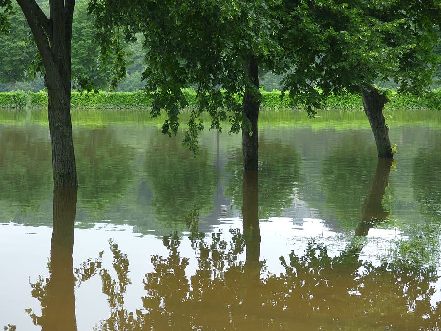 fiume, inondazioni, alberi, riflessi, riflessione, albero, acqua, natura, all'aperto, lago, pianta, la tranquillità, bellezza nella natura, scena tranquilla, crescita, nessuno, scenics - natura, giorno, scena non urbana, tronco, tronco d'albero, foresta, colore verde, 4K