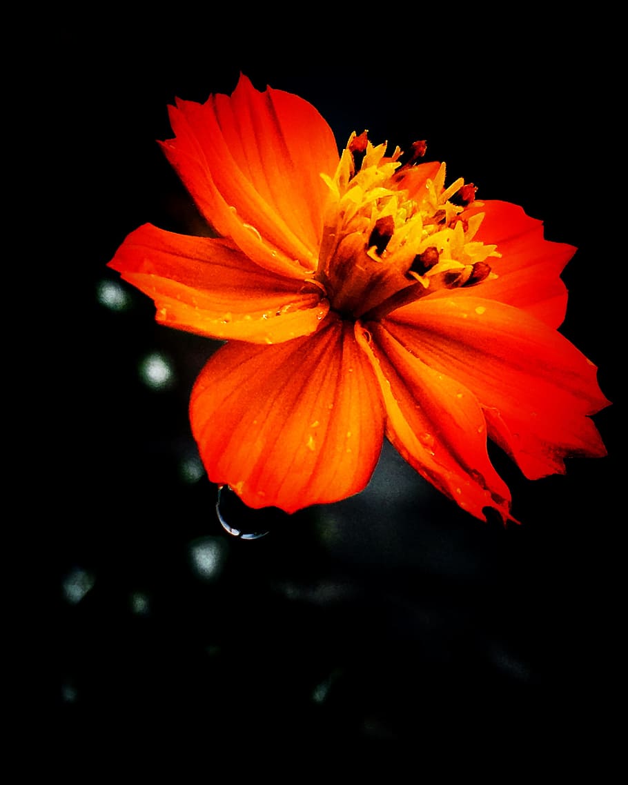costat més brillant, iphonografia, flor, planta amb flors, pètal, fragilitat, vulnerabilitat, frescor, cap de flor, inflorescència, bellesa a la natura, planta, color taronja, primer pla, pol·len, creixement, tir de l'estudi, cap gent, naturalesa, fons negre, estambres, taronja, 2K