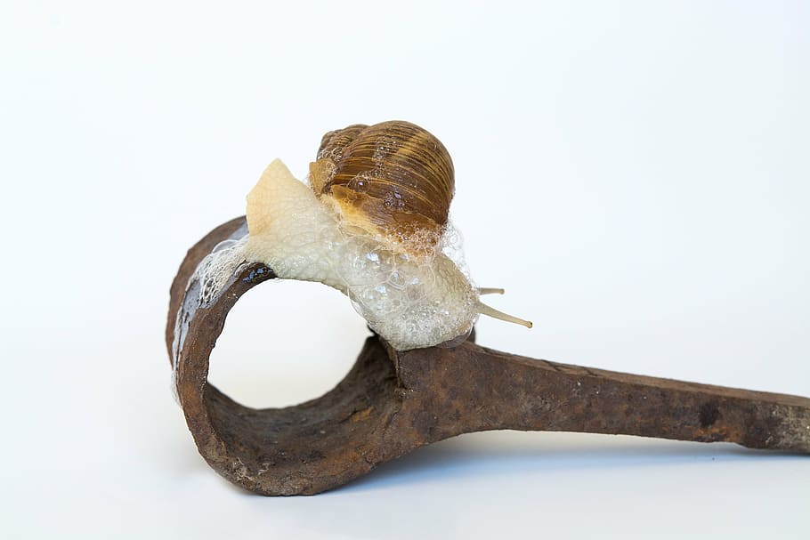 caracol, cáscara, planchar, oxidado, animal, molusco, gatear, baboso, moco, sonda, cerrar, foto de estudio, Fondo blanco, nadie, de cerca, día, adentro, solo objeto, separar, comida y bebida, material de madera, naturaleza muerta, comida, dos objetos, naturaleza, proteccion, emoción, vista de alto ángulo, metal, copia espacio, 1080P