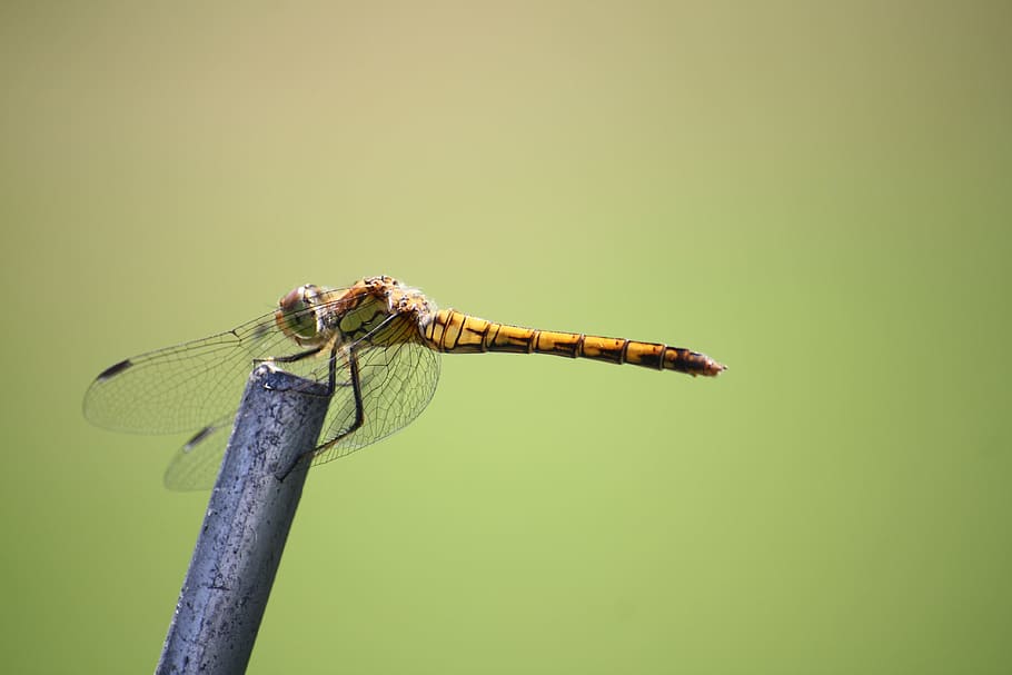guldsmed, insekt, tæt, vinge, væsen, natur, gul dragonfly, dyr, et dyr, dyre temaer, dyreliv, dyrefløj, dyr i naturen, hvirvelløse, farvet baggrund, ingen mennesker, tæt på, grøn baggrund, plante, kopiere plads, grøn farve, studio skud, udendørs, fokus på forgrunden, dyr øje, 4K