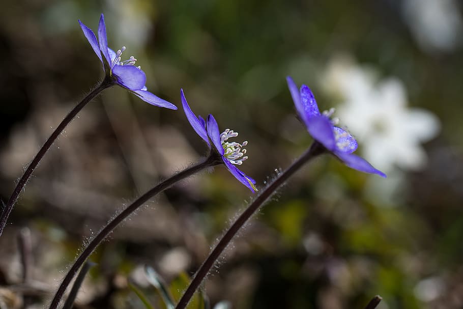 hepatica, primavera, flor, blau, planta amb flors, planta, porpra, bellesa a la natura, frescor, fragilitat, vulnerabilitat, primer pla, pètal, creixement, naturalesa, inflorescència, cap de flor, centrar-se en primer pla, cap gent, tija de la planta, botànica, a l'aire lliure, iris, safrà, llit de flors, 4K