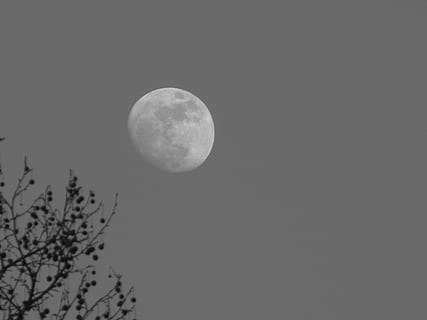 lluna, branques, humor, cel, espai, nit, astronomia, Lluna planetària, bellesa a la natura, escenics - natura, vista d’angle baix, naturalesa, cap gent, cel clar, tranquil·litat, lluna plena, còpia espai, cercle, exploració espacial, forma geomètrica, forma, superfície de la lluna, a l'aire lliure, fosc, llum de la lluna, 4K, CC0, domini públic, lliure de regalies