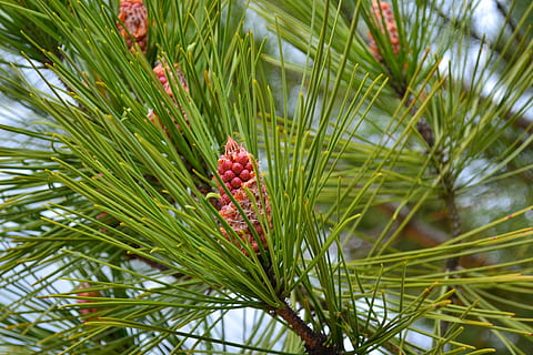 Kiefer, Kegel, Punkte, Tannenzapfen, Seekiefer, Natur, Pflanze, Baum, grüne Farbe, Wachstum, Obst, Tag, keine Leute, gesundes Essen, Fokus auf den Vordergrund, Essen und Trinken, Ast, Nahansicht, Lebensmittel, Schönheit in der Natur, Blatt, rot, draußen, Nadel - Pflanzenteil, Nadelbaum, 4K, CC0, gemeinfrei, lizenzfrei