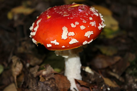 agarica de mosca, gitig, toadstool, tacat, bolets, menjar, fong, vegetals, vermell, bolet agàric de mosca, creixement, primer pla, menjar i beguda, planta, naturalesa, cap gent, centrar-se en primer pla, verinós, terra, frescor, senyal d'advertència, bellesa a la natura, 5K, CC0, domini públic, lliure de regalies