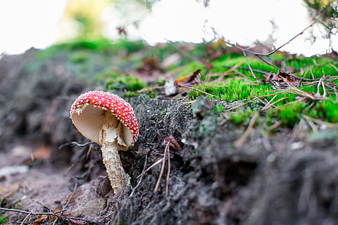 fungo, autunno, schiuma, natura, verde, vegetazione, foresta, sotto legno, escursioni a piedi, campo, sentiero, pianta, Fontainebleau, velenoso, sostanza tossica, fungo velenoso, avvicinamento, fungo di agarico, stagione, muschio, berretto, bosco, all'aperto, incolto, macro, rosso, verdura, crescita, cibo, terra, albero, giorno, bellezza nella natura, nessuno, concentrarsi sulle conoscenze acquisite, cibo e bevande, fungo commestibile, 4K, CC0, dominio pubblico, privo di copyright