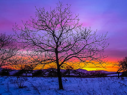 silhouette, albero, d'oro, ora di fondo, ora d'oro, sfondo, inverno, la neve, temperatura fredda, albero nudo, viola, Paesaggi, pianta, bellezza nella natura, scenics - natura, natura, cielo, ramo, tramonto, la tranquillità, scena tranquilla, colore rosa, paesaggio, ambiente, terra, nessuno, all'aperto, cielo romantico, 4K, CC0, dominio pubblico, privo di copyright