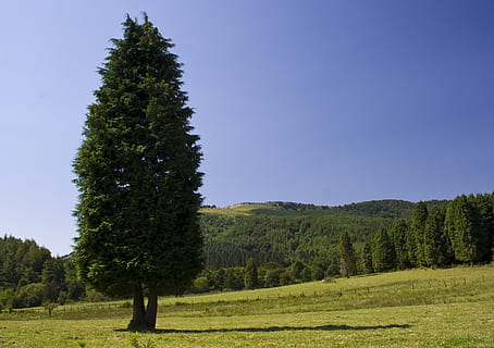 træ, landskab, Prato, nåletræ, natur, plante, grøn farve, vækst, skønhed i naturen, rolig scene, ro, jord, himmel, scenics - natur, ingen mennesker, Mark, dag, skyfri himmel, ikke-urbane scene, miljø, udendørs, græs, fyrretræ, eviggrønne træ, fyrreskov, 2K, CC0, offentligt domæne, royaltyfrie