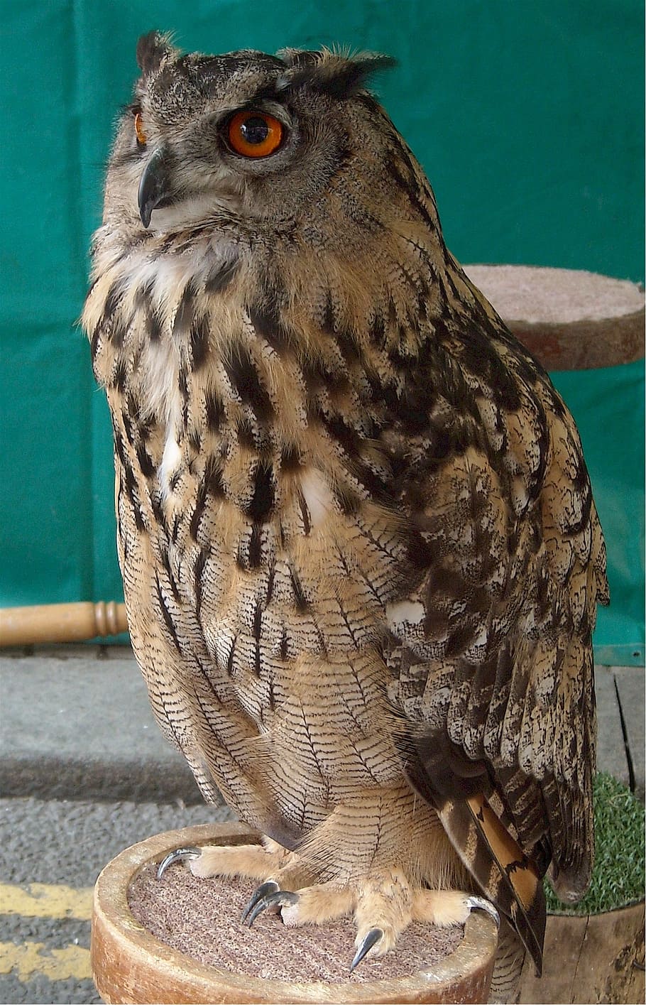 gufo, uccello, predatore, notte, natura, animale, becco, piuma, cacciatore, notturno, occhi, uccello rapace, temi animali, fauna selvatica, animali allo stato selvatico, un animale, vertebrato, avvicinamento, nessuno, giorno, concentrarsi sulle conoscenze acquisite, appollaiati, animali in cattività, all'aperto, analizzare, cercare, guardare, segni di animali, bocca aperta, aquila, 1080P