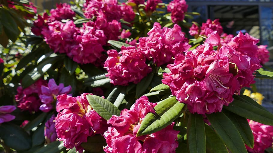 flors, florir, naturalesa, primavera, anemone, jardí, hibiscus, vermell, flor, tancar, pistil, hibisc gegant, flor d’hibisc, bonic, hibisc vermell, planta amb flors, planta, bellesa a la natura, frescor, fragilitat, vulnerabilitat, color rosa, creixement, pètal, primer pla, inflorescència, cap de flor, centrar-se en primer pla, full, dia, cap gent, part de la planta, botànica, a l'aire lliure, porpra, Ram de flors, lila, 5K