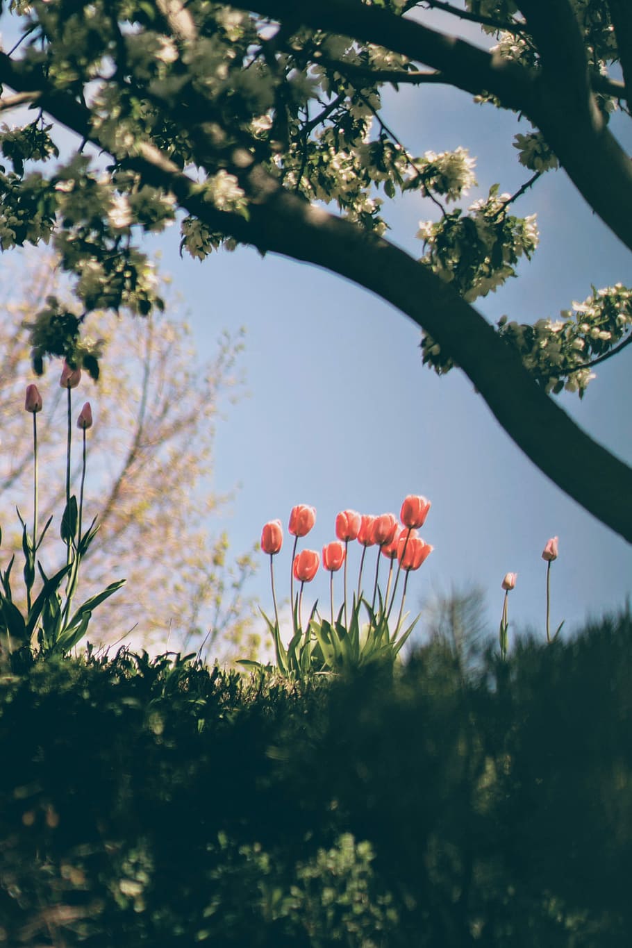 rosa, fiori, campo, campo di tulipani petalo, albero, chiaro, blu, cielo, tulipano, parco, luce, erba, natura, all'aperto, cielo blu, rosso, fiorire, Utah, primavera, verde, fiore, collina, pianta, pianta fiorita, crescita, vulnerabilità, freschezza, fragilità, bellezza nella natura, petalo, nessuno, giorno, avvicinamento, infiorescenza, messa a fuoco selettiva, testa di fiore, 5K